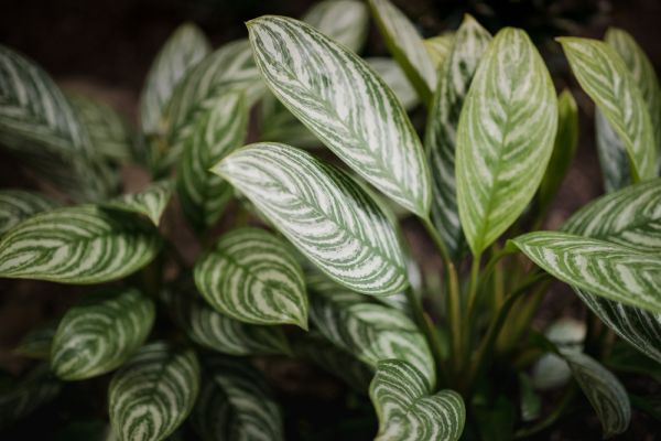 Dieffenbachia entretien : conseils pratiques pour garder une plante épanouie
